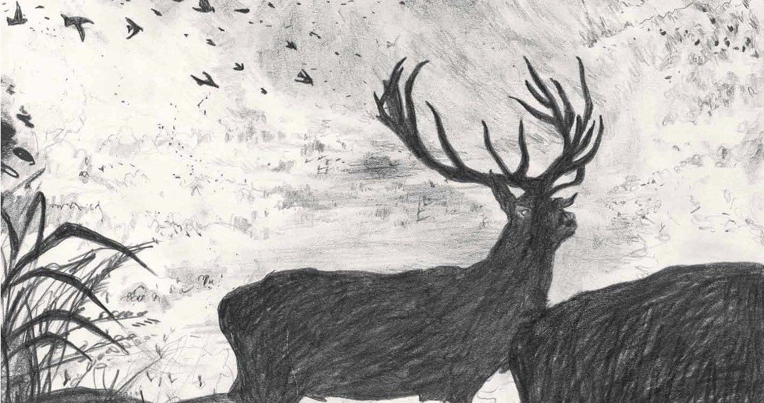 Paz BOIRA, les animaux de distance